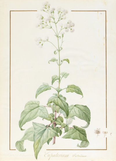 Eupatorium Deltoideum von Pierre Joseph Redouté